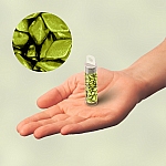 GemDuo 2 Hole Metalust Electric Green Czech Beads 8.5g
