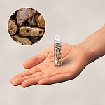 Paisley Duo Czech Glass Beads Chalk Senegal Brown 8.5g