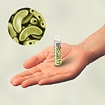 3 Hole Czech Arcos® par Puca® Glass Beads Pastel Lime 8g