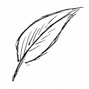 Feathers/Wings
